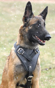 LEATHER AGITATION HARNESS for Belgion MalinoisS LEATHER AGITATION HARNESS for Belgion MalinoisS